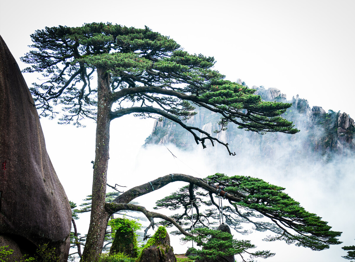 Greeting-Guest-Pine-Huangshan